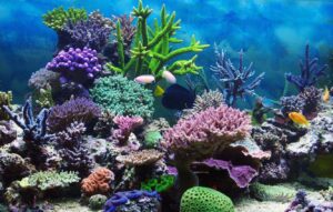 coral reef2 coral reef2