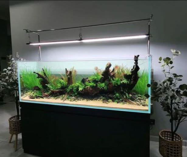 300 liter planted scape
