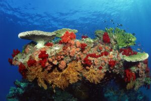 coral reef coral reef