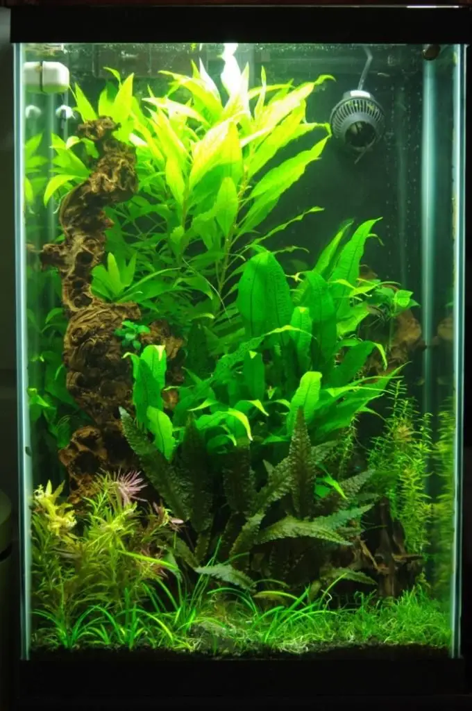 vertical planted tank