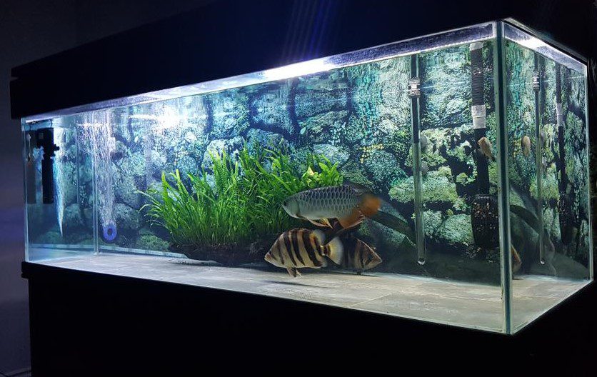 asian arowana setup