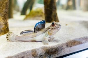 atlantic mudskipper atlantic mudskipper