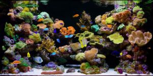 beginner marine reef prohobby beginner marine reef prohobby