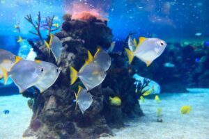 brackish aquarium by prohobby brackish aquarium by prohobby