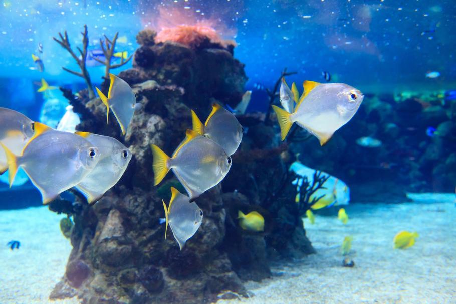 Brackish Aquarium by ProHobby