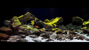 lake malawi biotope