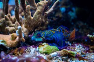 mandarin fish prohobby mandarin fish prohobby