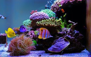 saltwater fish for beginners saltwater fish for beginners