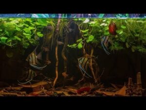 amazon biotope