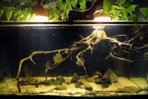 amazon flooded river biotope