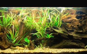brackish water aquarium plants brackish water aquarium plants
