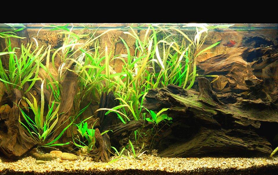 brackish water aquarium
