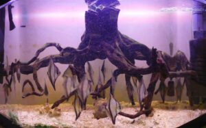 brackish water aquarium1 prohobby brackish water aquarium1