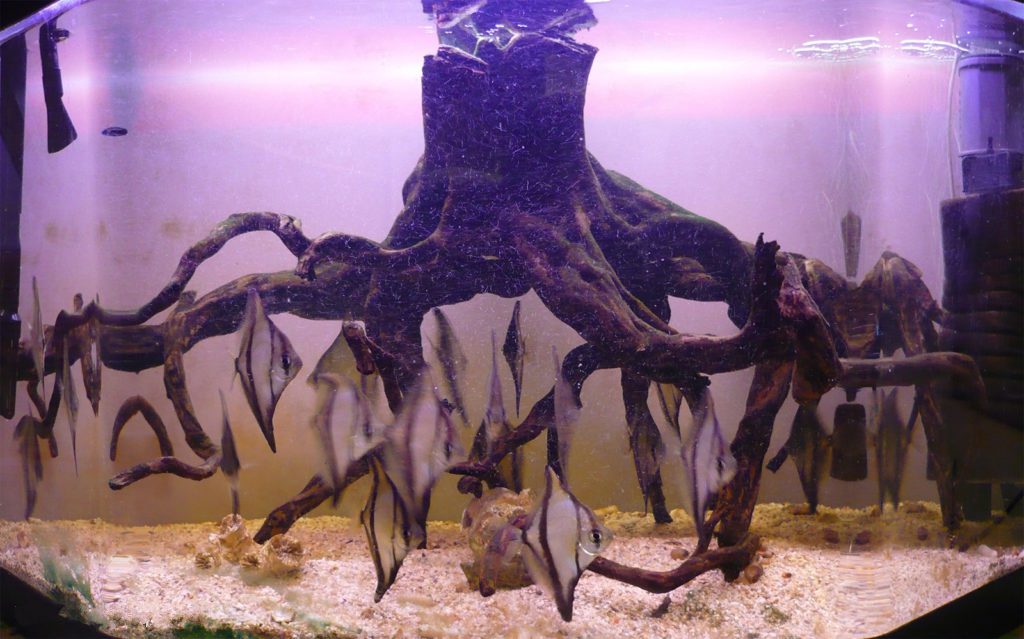prohobby brackish water aquarium1