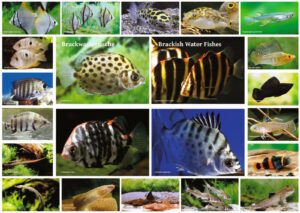brackish water fishes brackish water fishes