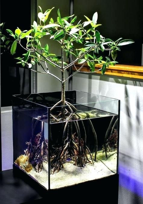 brackish water mangrove