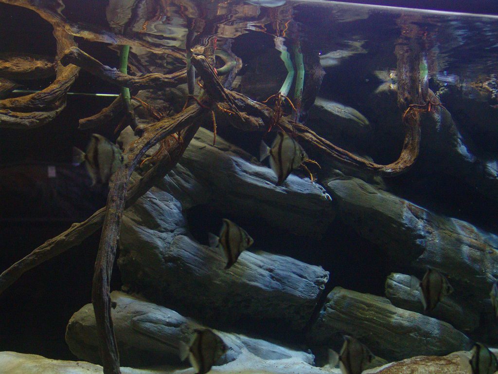 brackish water setup