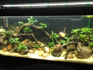 central africa biotope