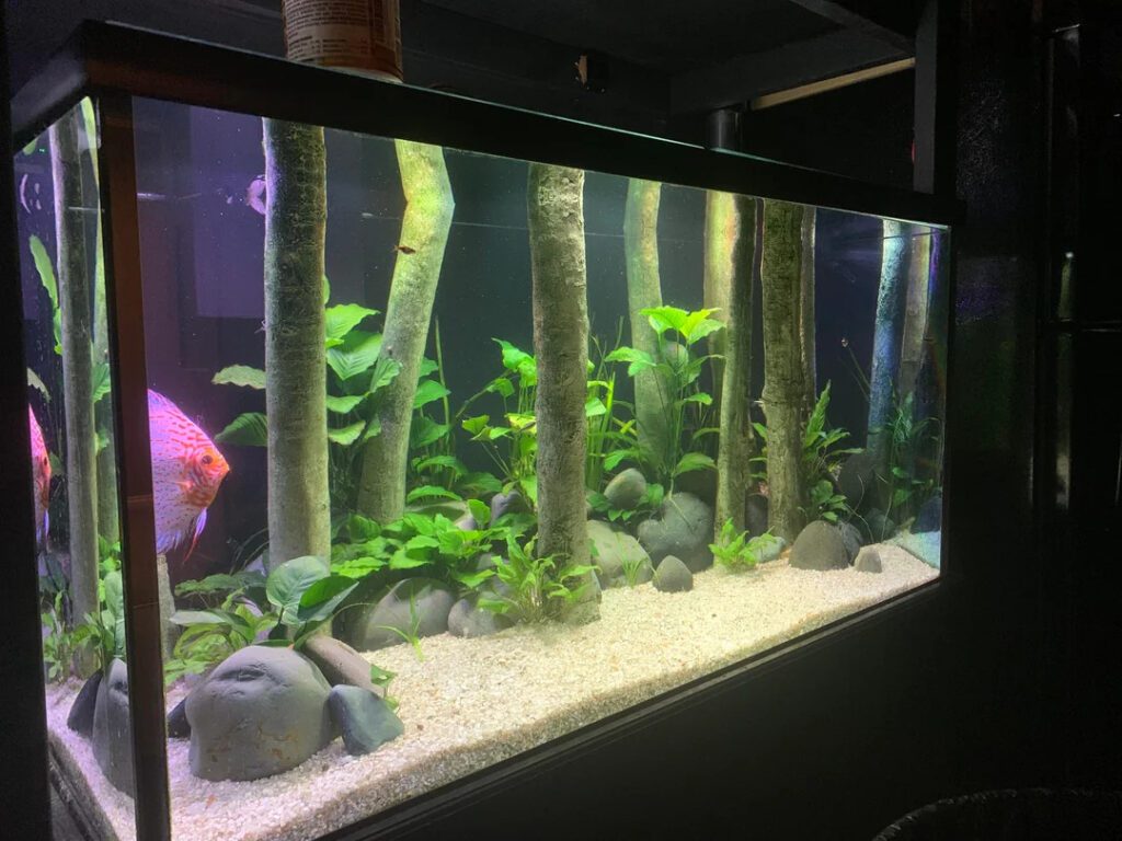 flooded forest aquarium