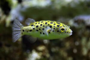brackish pea puffer brackish pea puffer
