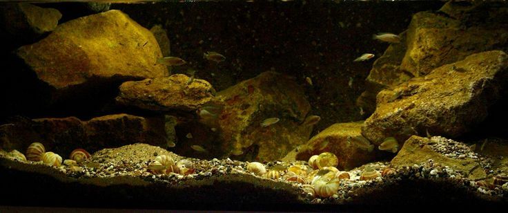 lake tanganyika biotope