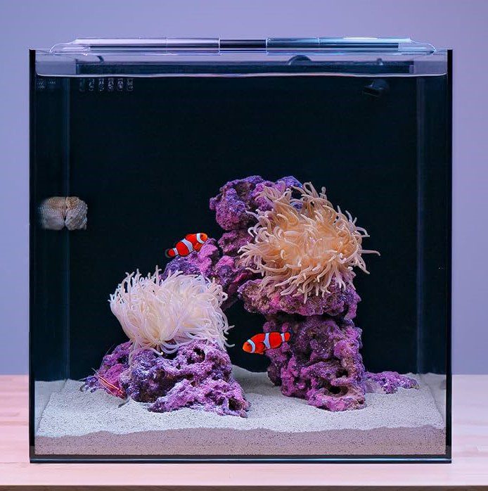 nano saltwater tank