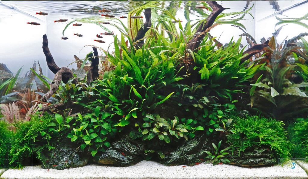 prohobby aquascape