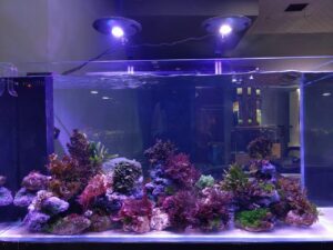 prohobby macroalgae setup prohobby macroalgae setup