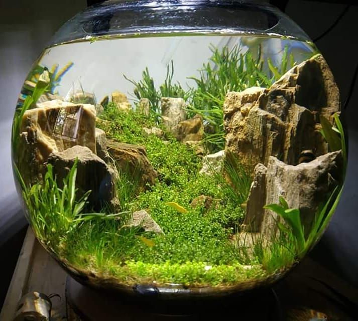 prohobby planted bowl (2)