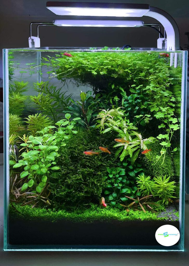 prohobby planted cube