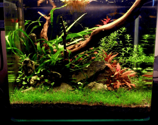 prohobby planted cube