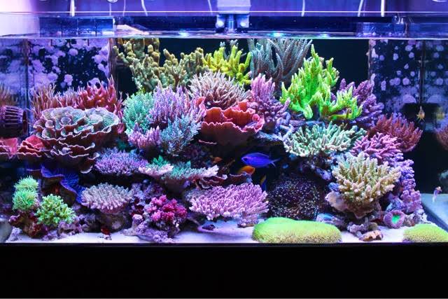 prohobby reef tank