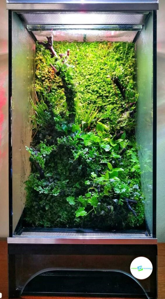 prohobby terrarium (2)