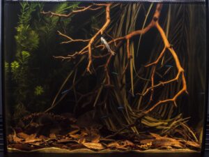 rio negro biotope