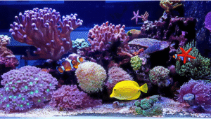 saltwater aquarium prohobby saltwater aquarium prohobby