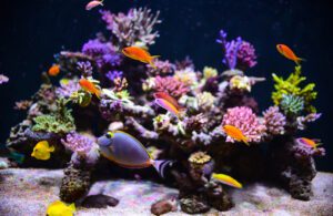 saltwater aquarium prohobby1 saltwater aquarium prohobby1