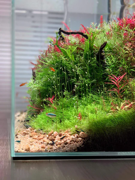 shrimp tank